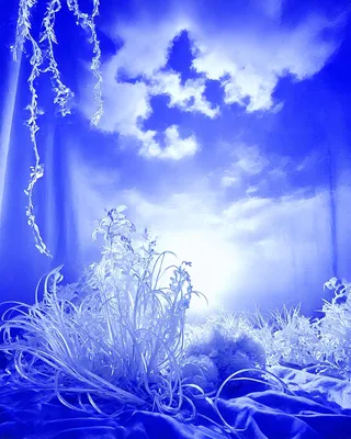 SREF 1149 Frozen Reverie